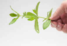 Gardener’s flavourer Balm